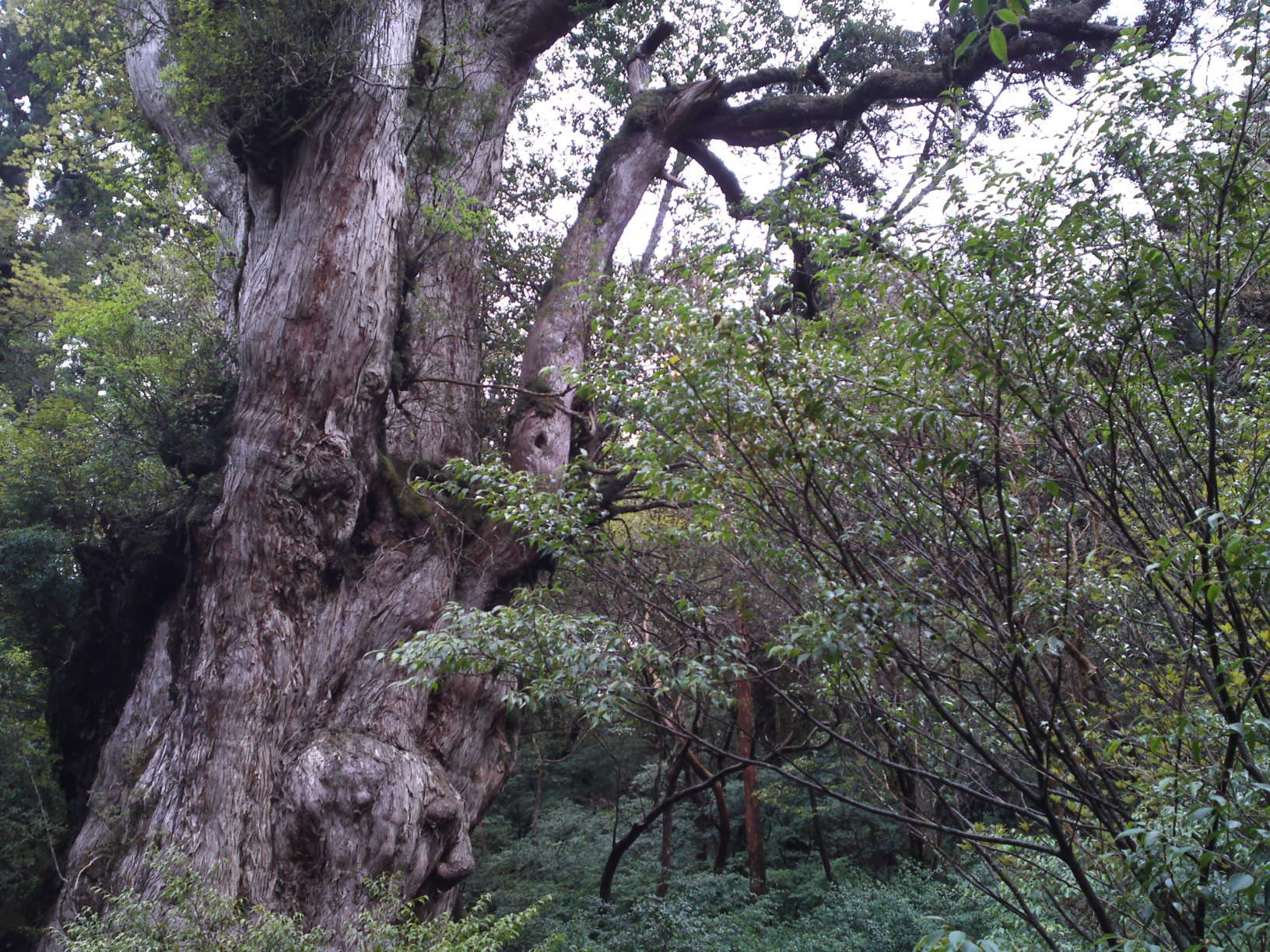  jyomonsugi